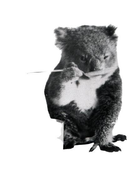 cute coala